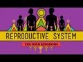 The Reproductive System How Gonads Go CrashCourse Biology 34