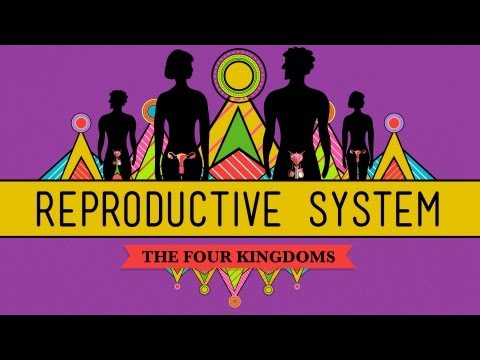 The Reproductive System: How Gonads Go - CrashCourse Biology #34 Video