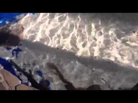 Sharks&Rays@Seaside tropical fish, Huntington Beach, CA
