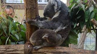 王子動物園のコアラ、ウミちゃんの初仔赤ちゃん♪