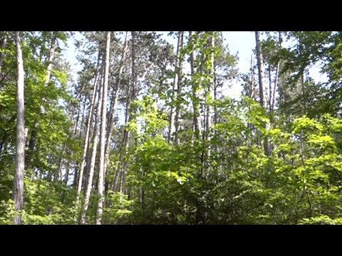 Der Wald – Das Wunder unserer Heimat (Doku in voller Länge, kostenlos komplett auf deutsch sehen)