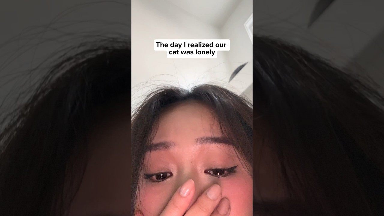 Our cat was lonely so we adopted another cat