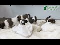Shih Tzu dogs for sale: Felicity - Video 1