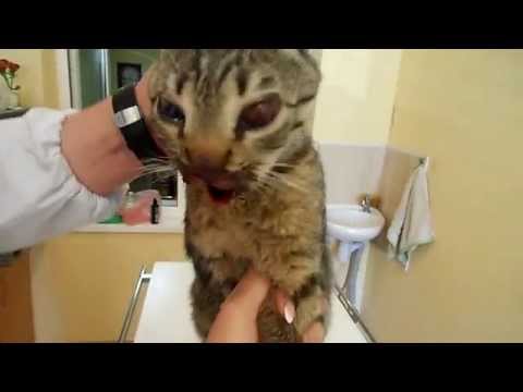 Балаклава-кот -сильный удар по голове.