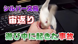 トンネル遊びをするシルバー文鳥のリーフ