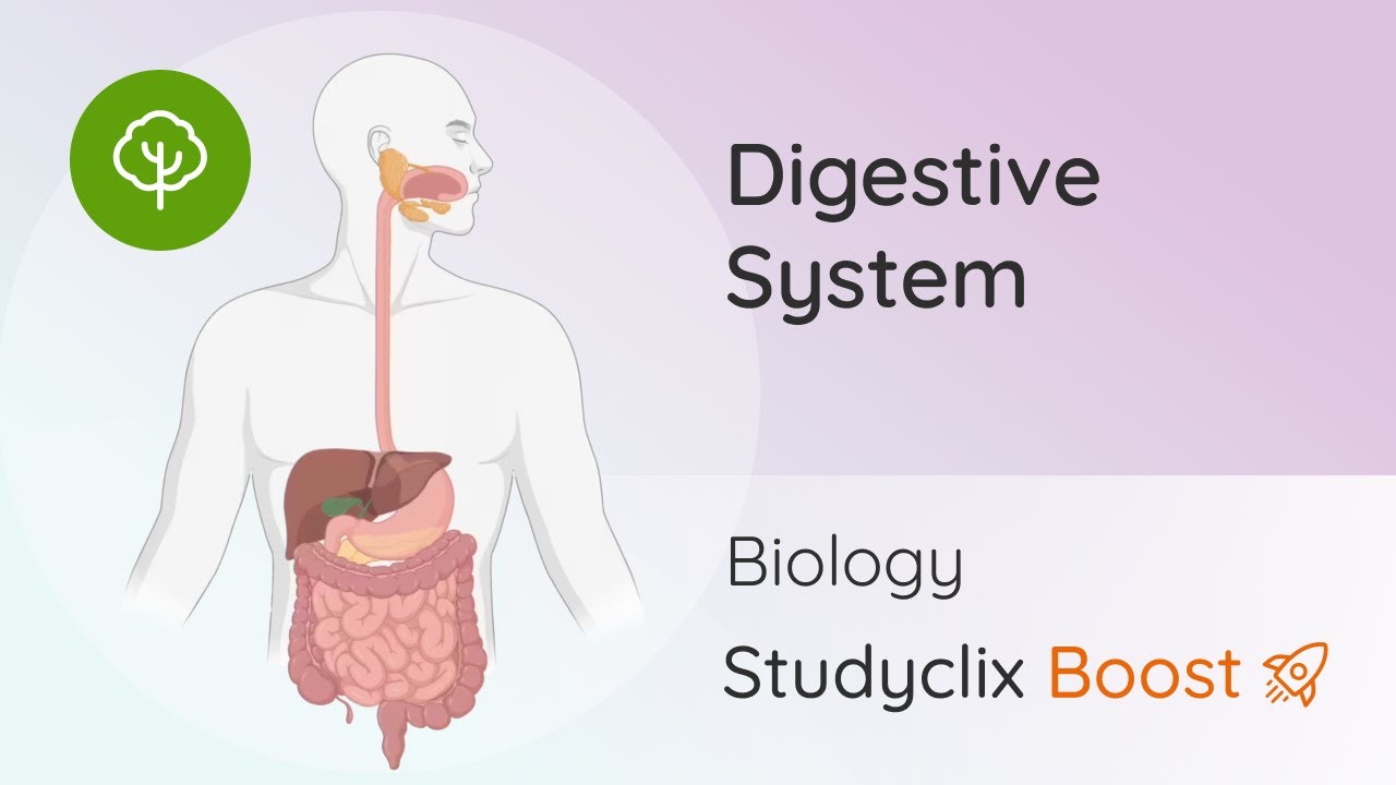 Structure and Functions of the Digestive System, Digestive System - Leaving Cert | Studyclix Boost