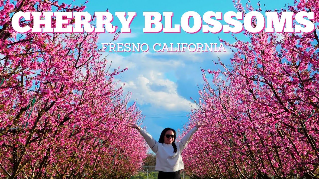 Is This The Most Beautiful Cherry Blossom Trail in California?