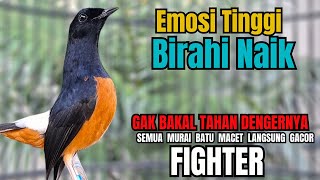 Download lagu PANCINGAN murai Batu FIGHTER NEMBAK ISIAN GANAS !! Semua murai mental drop dengar ini AUTO RESPON mp3 Download lagu PANCINGAN murai Batu FIGHTER NEMBAK ISIAN GANAS !! Semua murai mental drop dengar ini AUTO RESPON mp3