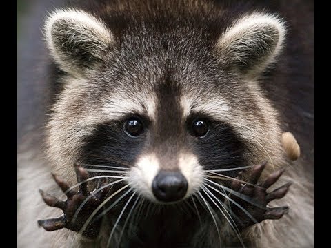 Werewolf Transylvania Fails Raccoon Block