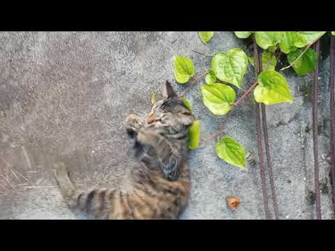 MY PET 🐱🐱 CAT PLAYING