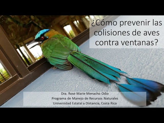 Vídeo relacionado con Pegatinas Redondas anticolisión - 21 Redondas - Diámetro 76 mm- para Evitar Que Las Aves o Las Personas Que choquen contra Las Ventanas - Color: Negro