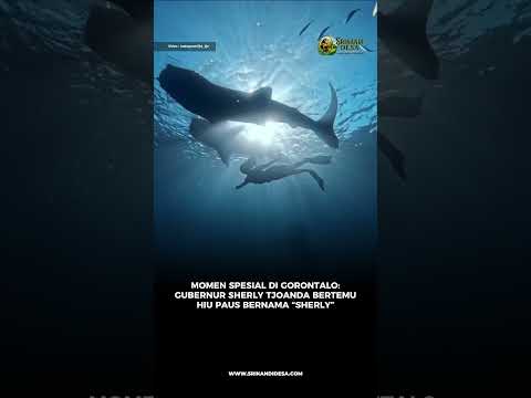 Momen Spesial di Gorontalo: Gubernur Maluku Utara Sherly Tjoanda Bertemu Hiu Paus Bernama “Sherly”