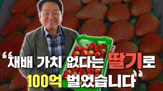 재배 가치 없는 딸기로 100억 수입?!(feat. 킹스베리)