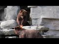 Detroit Zoo Smashing Pumpkins Grizzly Bears