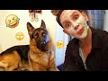 I Dare You Not To LAUGH At These FUNNY DOGS Best Funny Animals Videos 2025 96