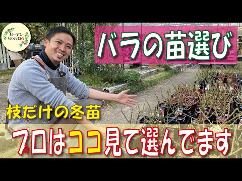 冬の間ディプラデニアを維持するにはどうすればよいですか？手入れのためにいつ持ち込むのですか？  庭園