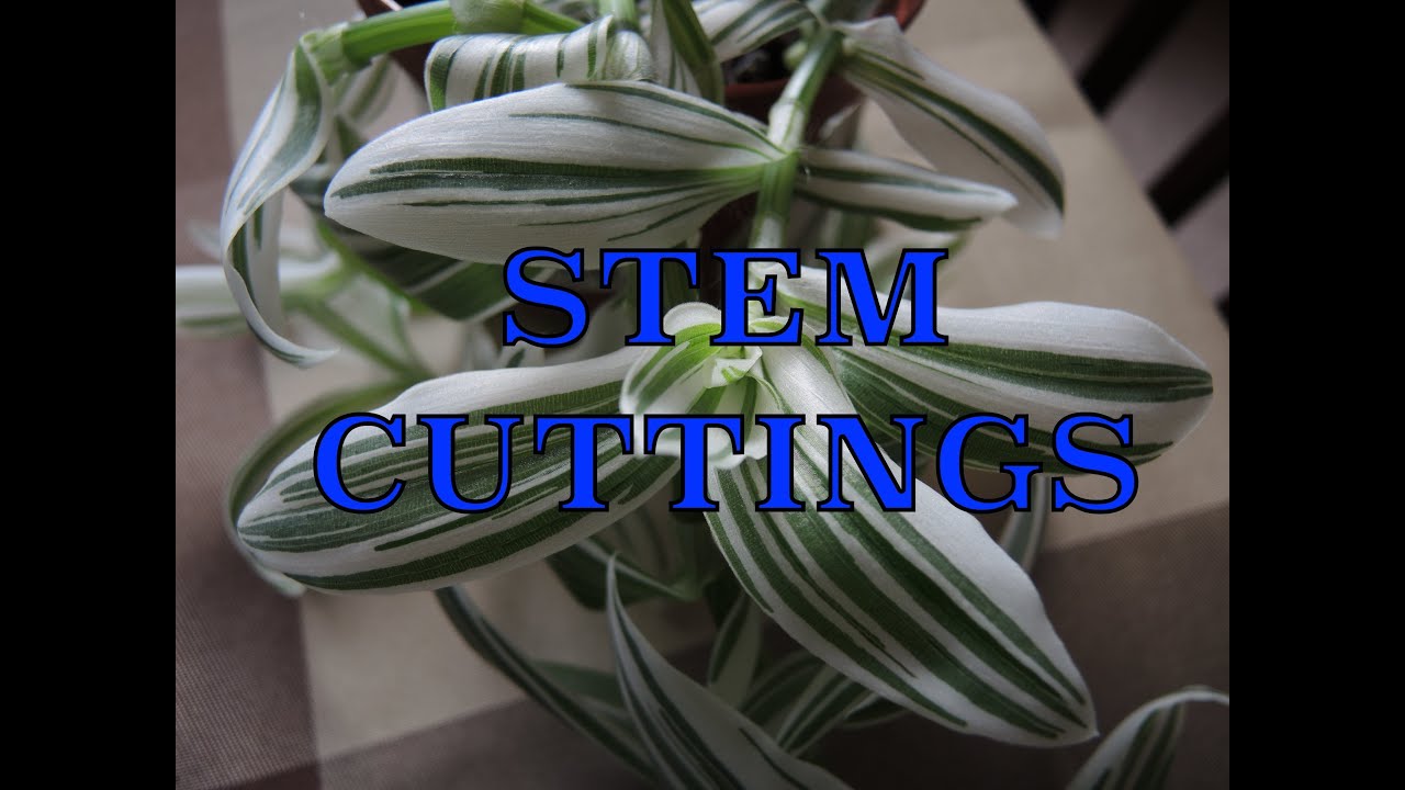 Taking Stem Cuttings - Propagating Tradescantia - YouTube