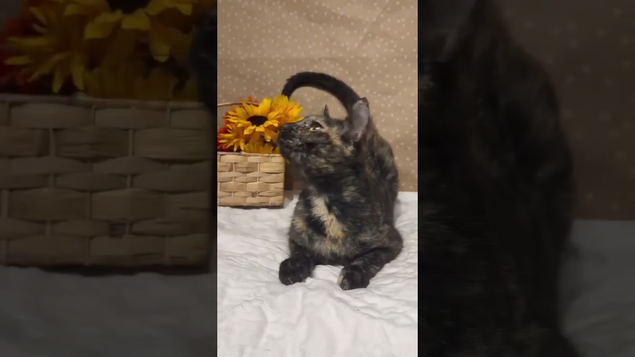 Enlarge Cauliflower, a Adoptable mixed breed in Groveland, MA video 4/5