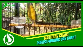 Download lagu Suara Kenari Gacor Durasi Panjang dan Rapat Master... mp3