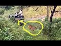 Tiger Attack Safari Tourists India