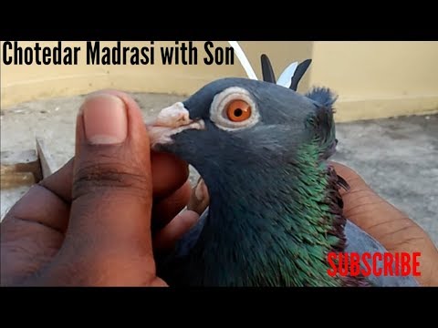madrasi kabootar_ madrasi kabutar ki ankh ki pehchan|madrasi pigeon by  Raza Photography & Technical Video