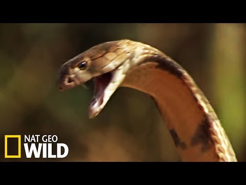 Cobra Royal - Cobra Mafia