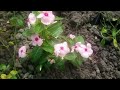 জেসিকা শবনম বাংলা নতুন চটি গল্প New Choti Golpo 