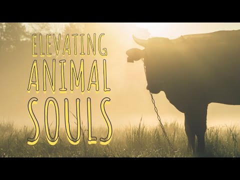 Elevating Animal Souls in Judaism | Rabbi Rafi Mollot