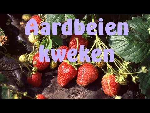 , title : 'Aardbeien kweken'