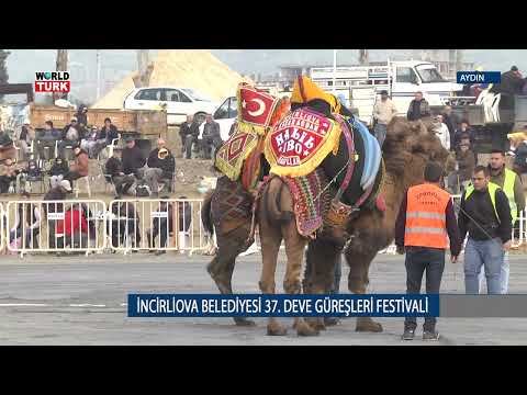 İNCİRLİOVA BELEDİYESİ 37.  DEVE GÜREŞLERİ FESTİVALİ
