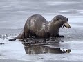 Bear Lake Otters Eating Frogs 240311