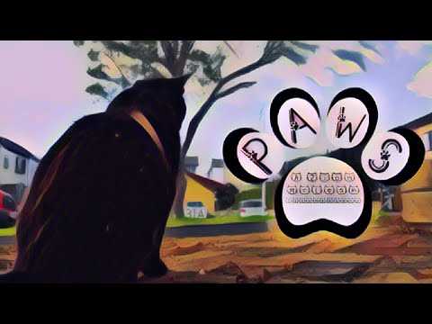 Paws | A Zion McLean Documentary
