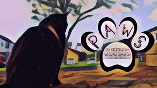 Paws | A Zion McLean Documentary