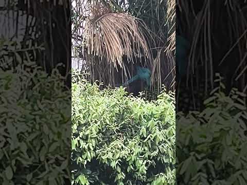 mato grosso do sul aparecida do tabuada arara azul 💙 e Gato #youtubeshorts