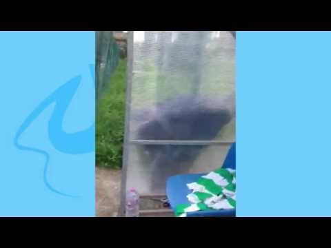 Mister a.s.d.Barbarano