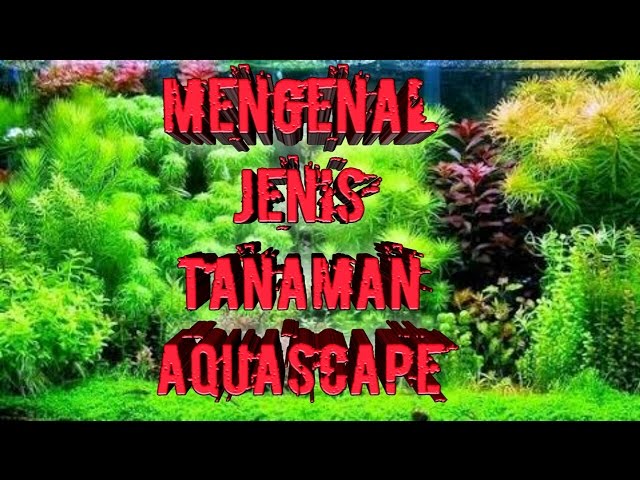 MENGENAL JENIS JENIS TANAMAN AQUASCAPE UNTUK PEMULA