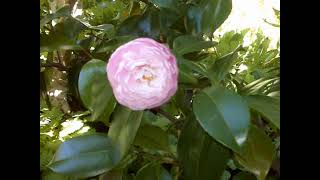 Three Poems from Rilke's Book of Hours