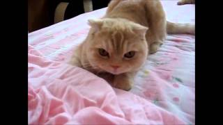 COME TO MY BEDSIDE       ERIC ANDERSEN