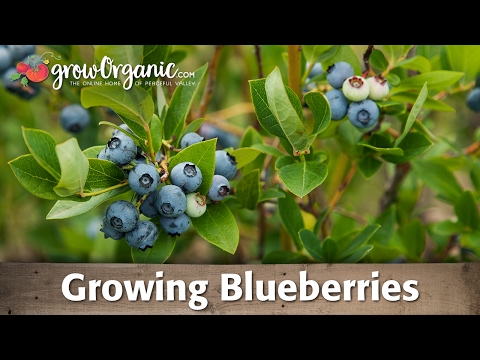 Planting Blueberries & Growing Blueberries Video