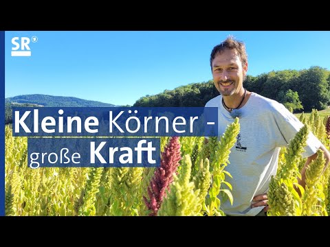 Amaranth – das Korn der Inkas wächst auch in unseren Breiten  | Genuss mit Zukunft
