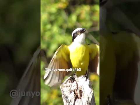 CANTOS DO #NEINEI & do #BEMTEVI #NATUREZA #shorts