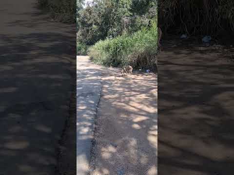 CURVELO MINAS GERAIS HORA DO GORDUROSO TEMOS COMPANHIA