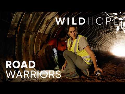 These Treetop Highways Are Safeguarding the Amazon's Wildlife | WILD HOPE