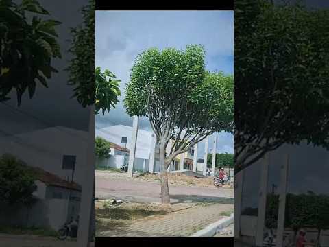 São Bento do una PERNAMBUCO abril de 2026