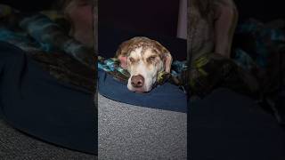 Why does a blind dog need a crate? #dogshorts #doggielife #dogmom #petsrule #gooddog