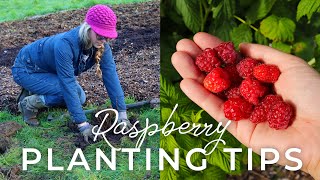 5 Tips for Planting Raspberries in Winter + No-Dig Raspberry Bed