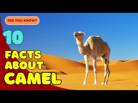 10 Fascinating Facts About Camels You Didn’t Know! 🐫