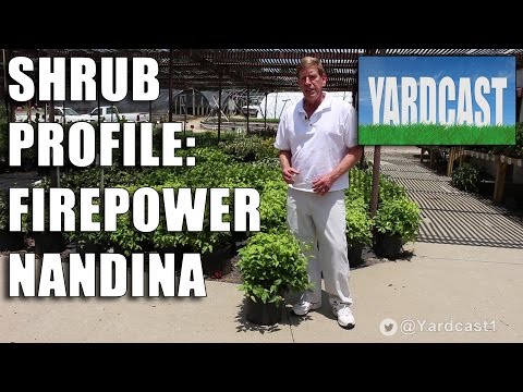 Shrub Profile - Firepower Nandina