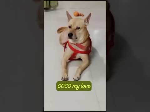 #COCO take dinner. Now ready to sleep😴😴😴 💤💤💤