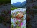 The Best Of AR Rahman Roja BGM Flute Ringtone Roja Movie Songs Fluet Travel Mountains